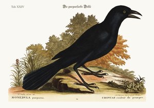La grajilla púrpura, 1749-73